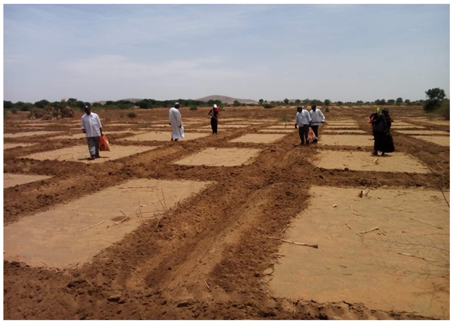 Essay Is agroforestry a solution to food insecurity in Sudan? TABLE